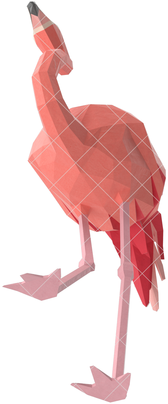 Flamingo